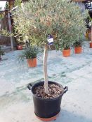 Large Potted Olive Tree No Price