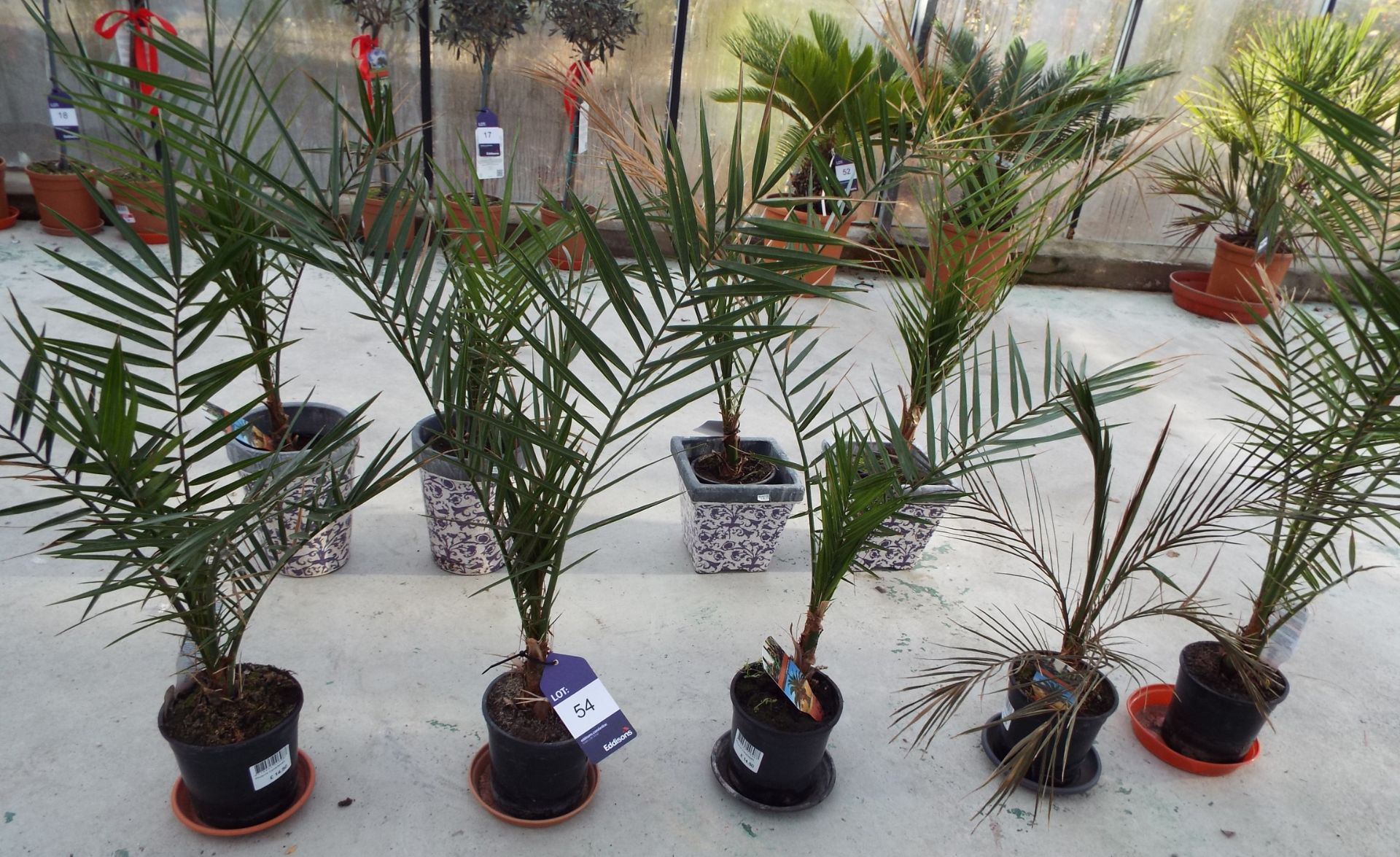 Five Small Canariensis Plants in Plastic Pots