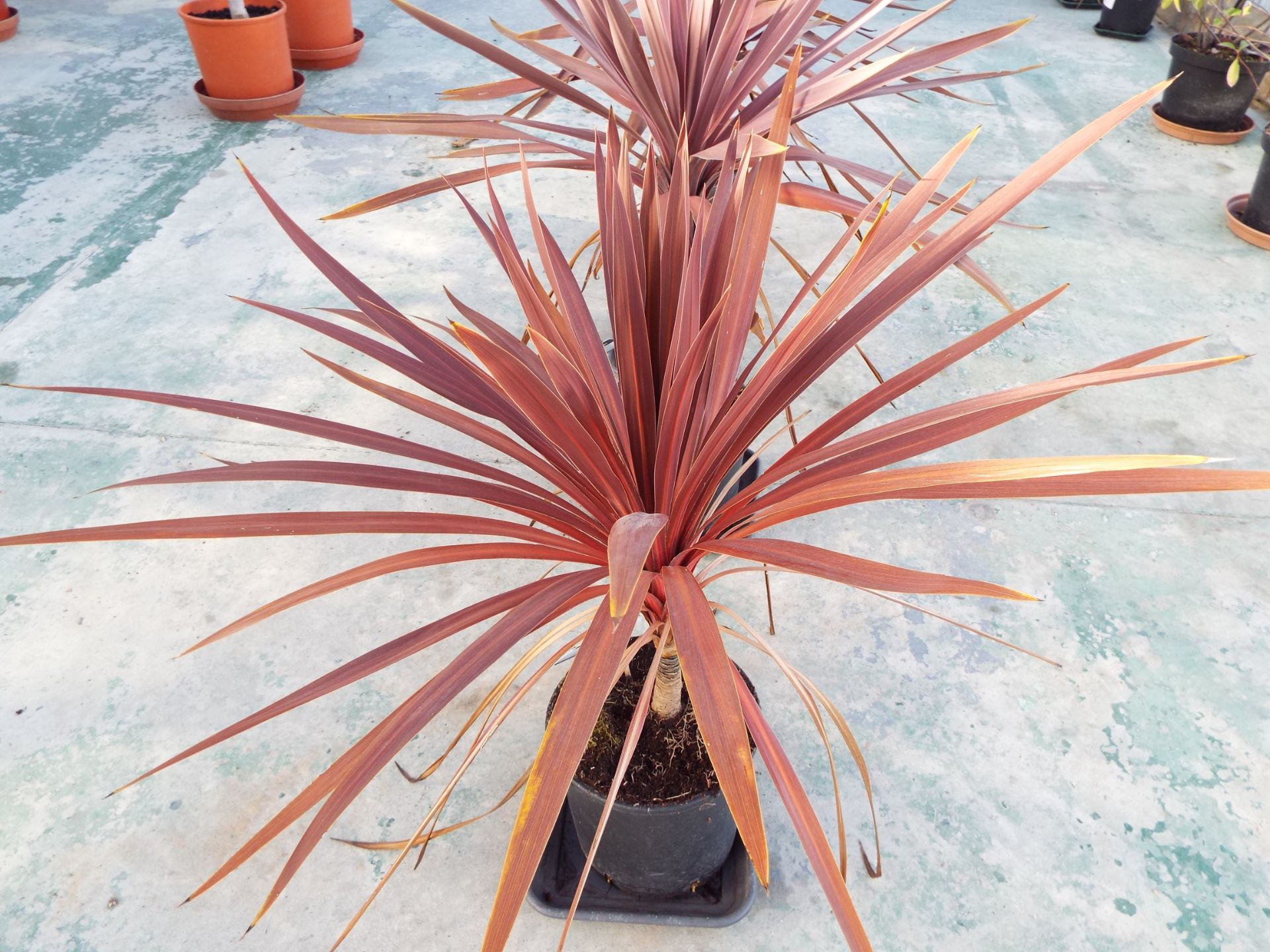 Four Cordyline Palm Potted Plants - Image 2 of 2