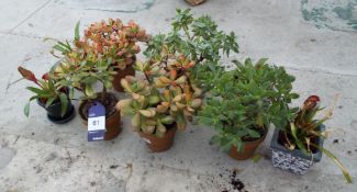 9 Various Potted Suculents and Plants