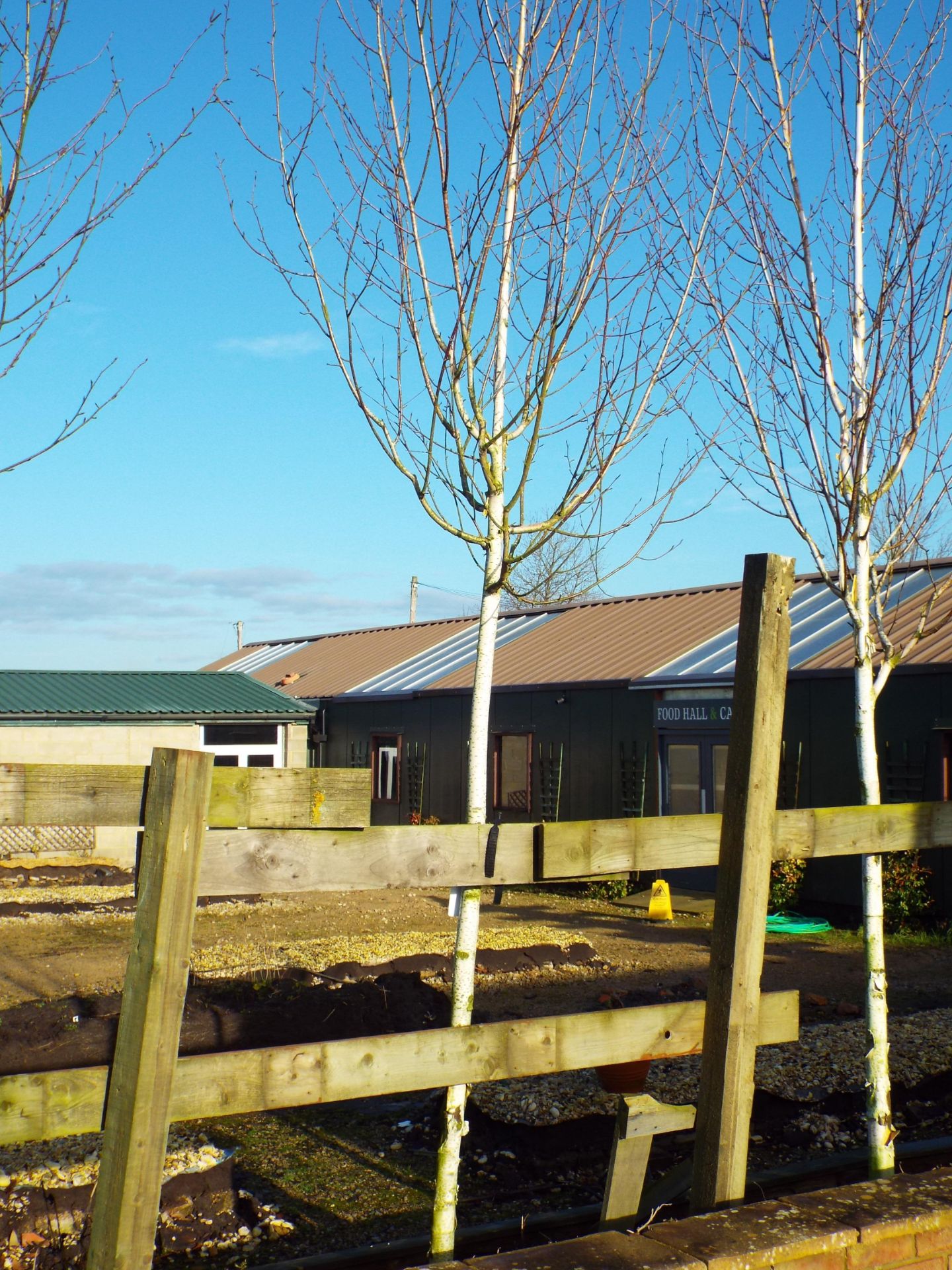 2 Various Silver Birch Trees approx. Height 4 Meter (Buyer to dig up to remove) - Image 2 of 3