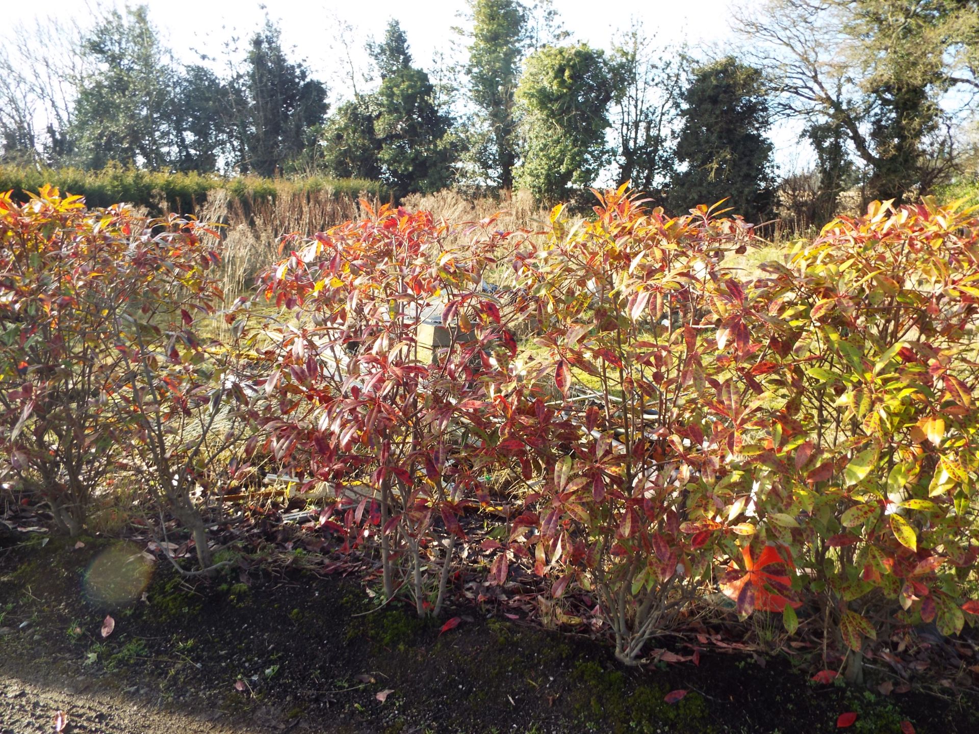 Approx. 12 Meter Hedging Comprising 20 Individual Variegated Hedging Plants (Buyer to dig up to - Image 3 of 4