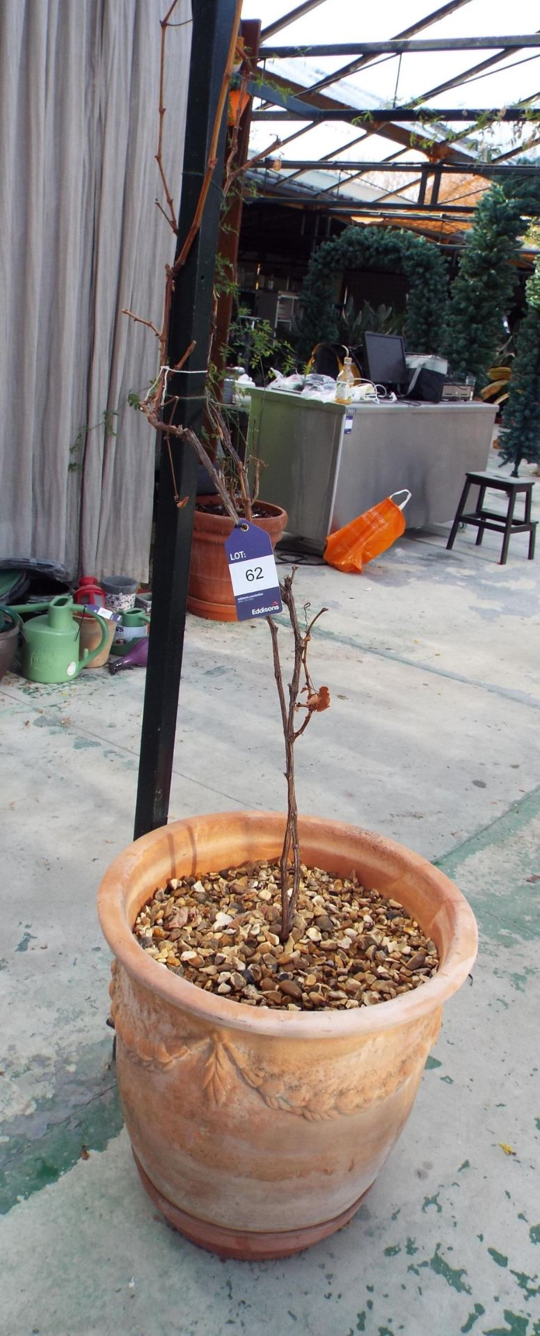 Climbing Plant to Very Large Teracotta Plant Pot