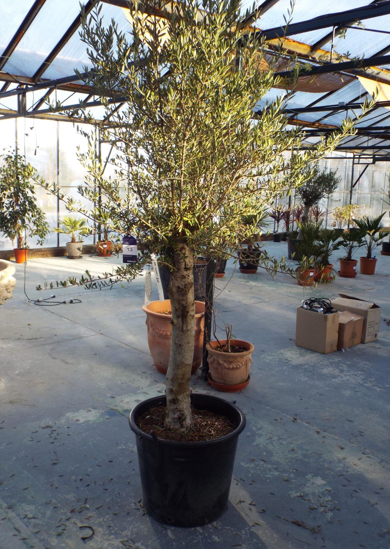 Large Potted Olive Tree rrp. £195