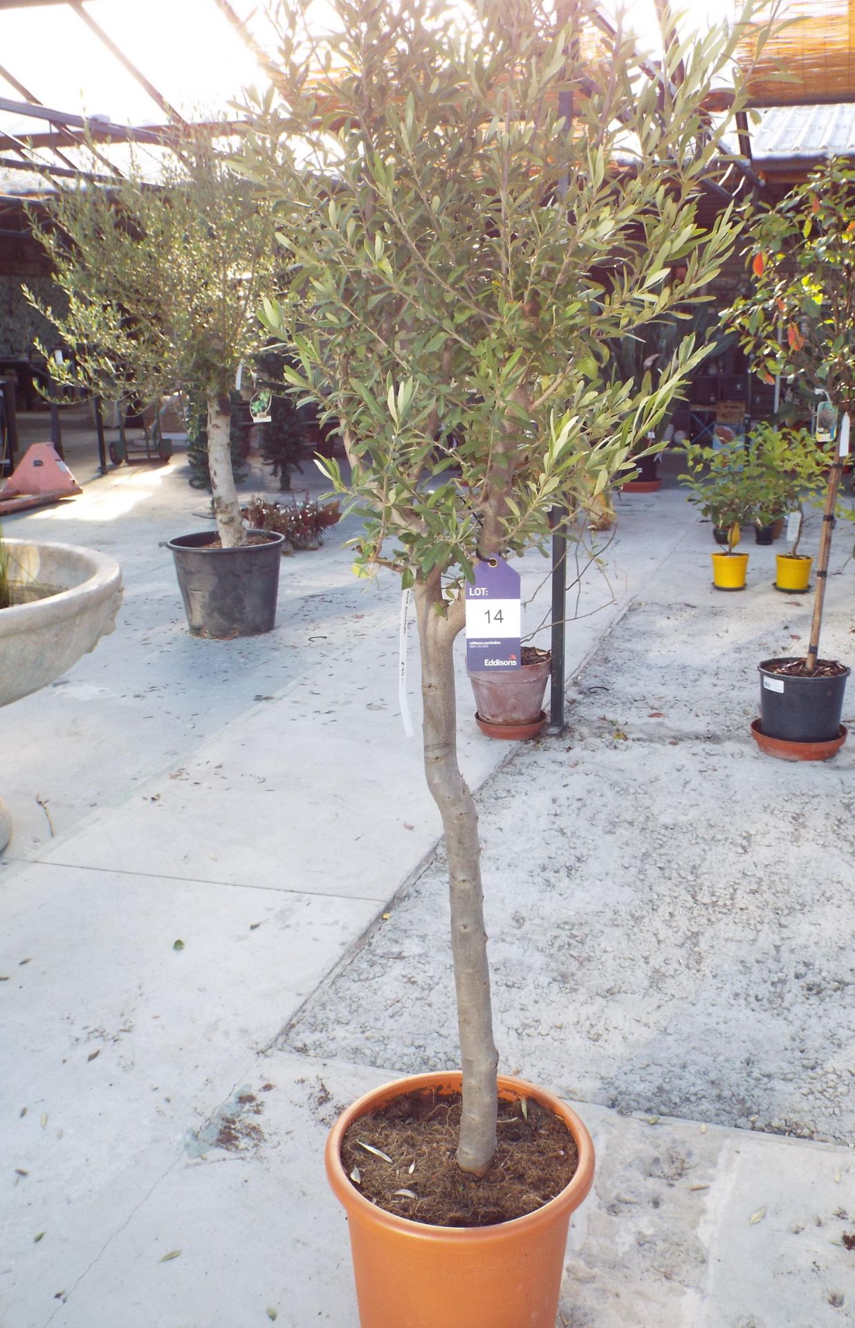 Medium Potted Olive Tree rrp. £95 - Image 2 of 2