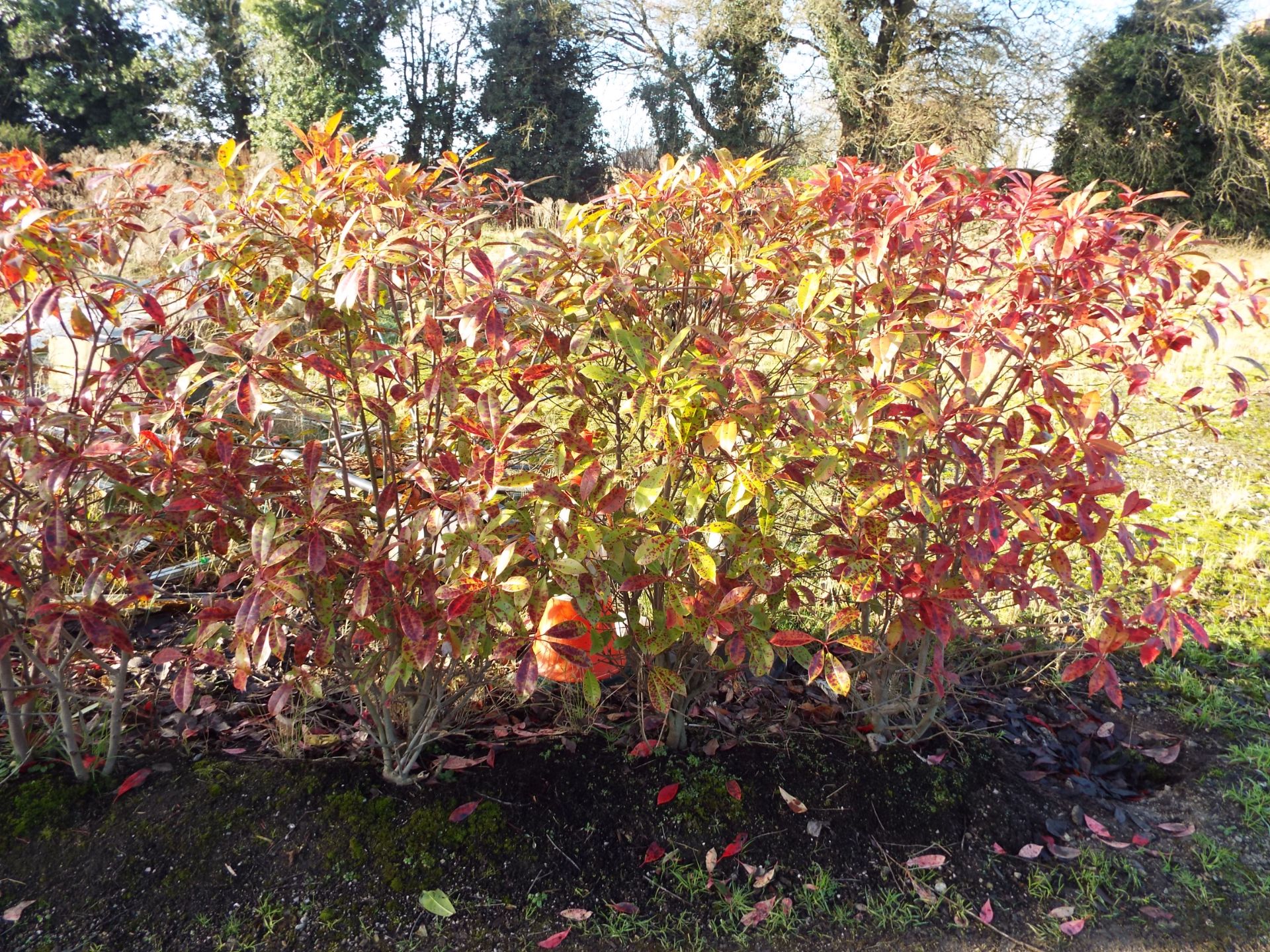 Approx. 12 Meter Hedging Comprising 20 Individual Variegated Hedging Plants (Buyer to dig up to - Image 4 of 4