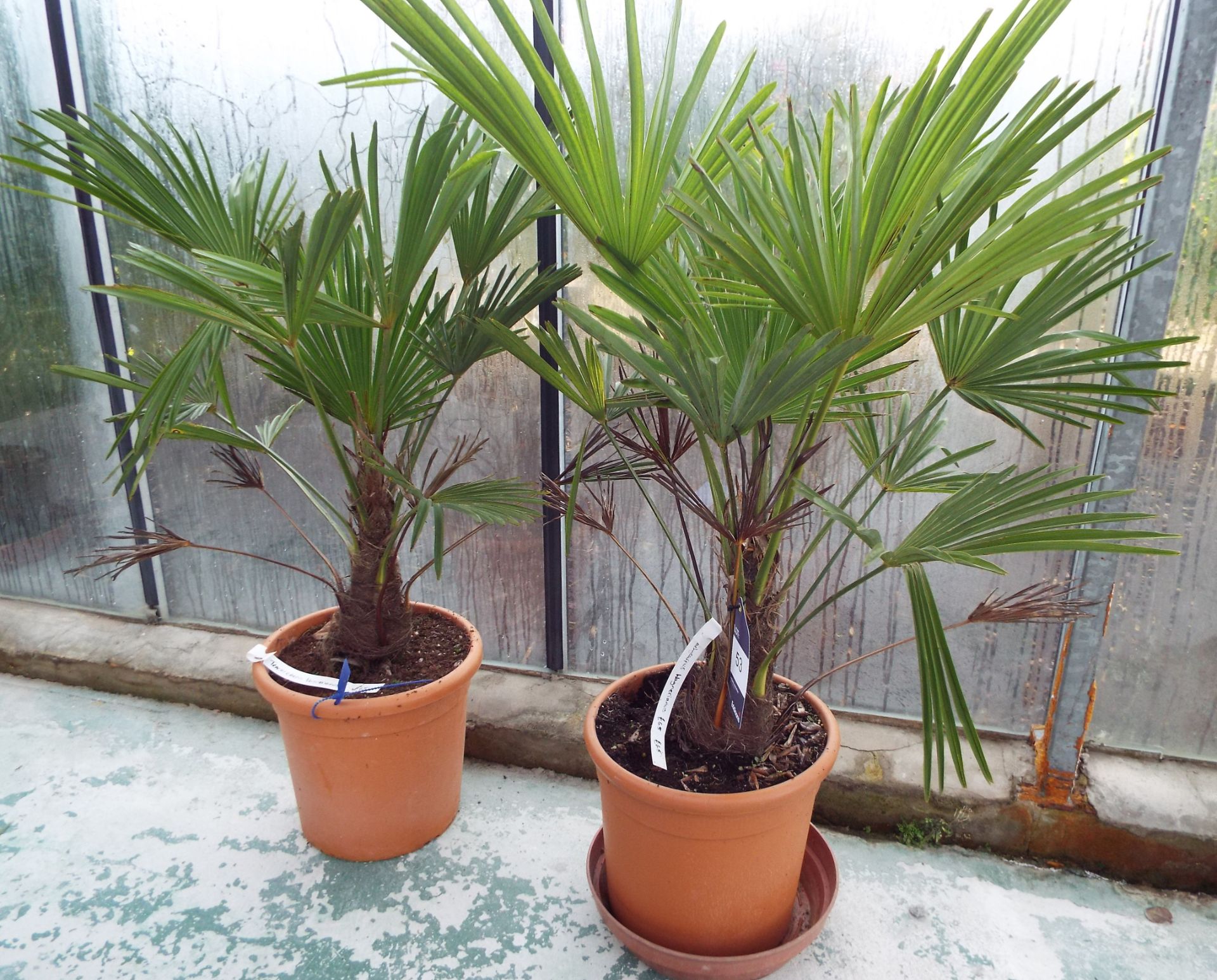 Two Trachycarpus Wagnerhanus Plants - Image 2 of 2