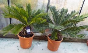 Two Cyasrevolusa Plants in Plastic Pots rrp. £95 each