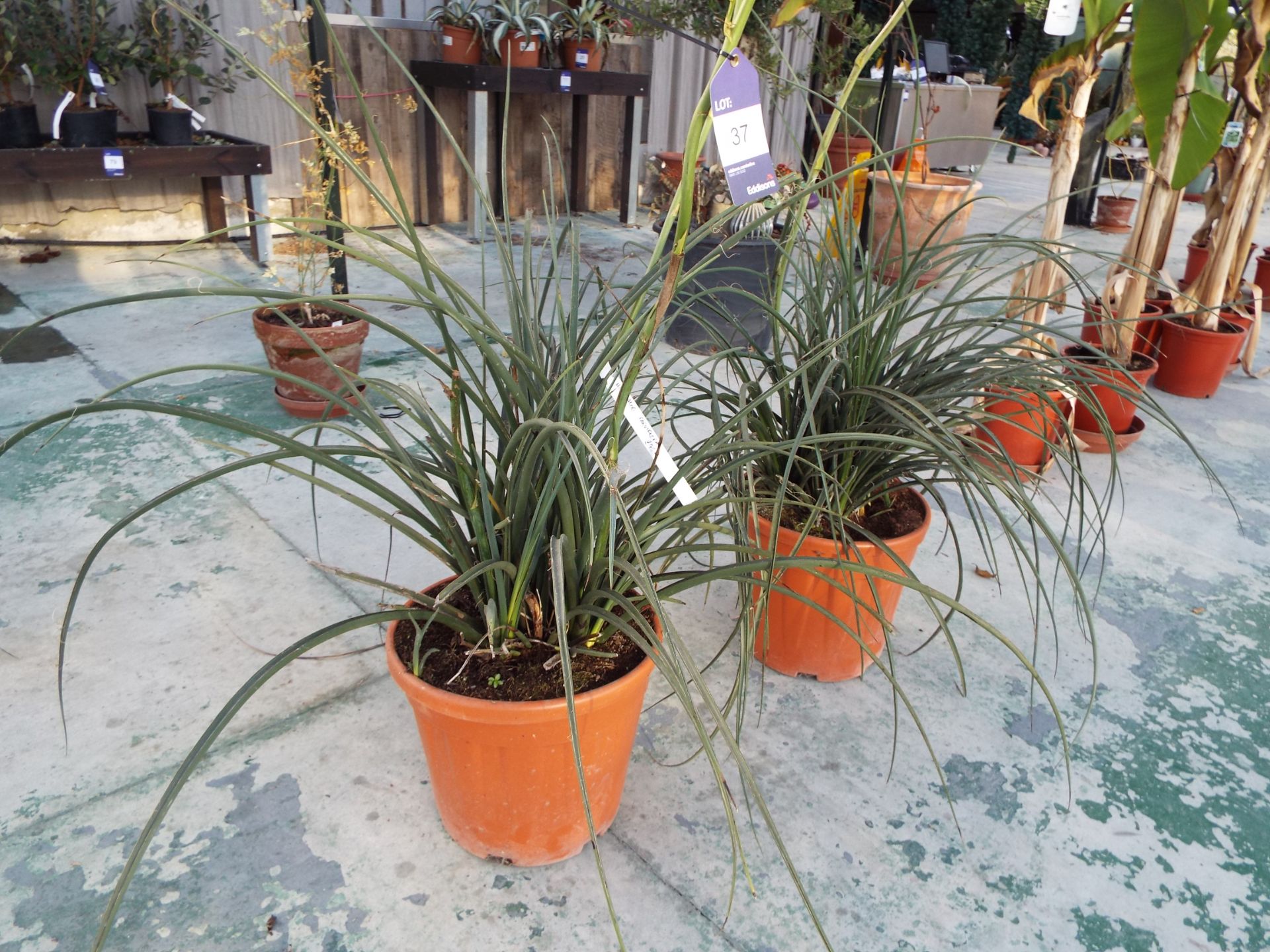 Two Hesperalog Parviflora Plants rrp. £95.00 each