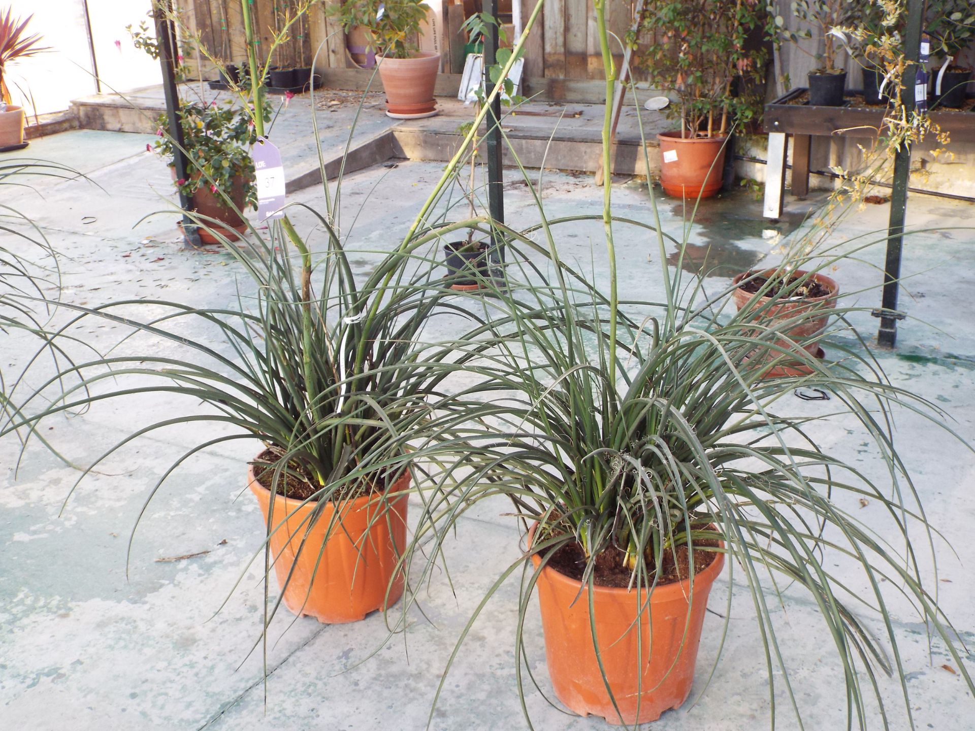 Two Hesperalog Parviflora Plants rrp. £95.00 each - Image 2 of 3