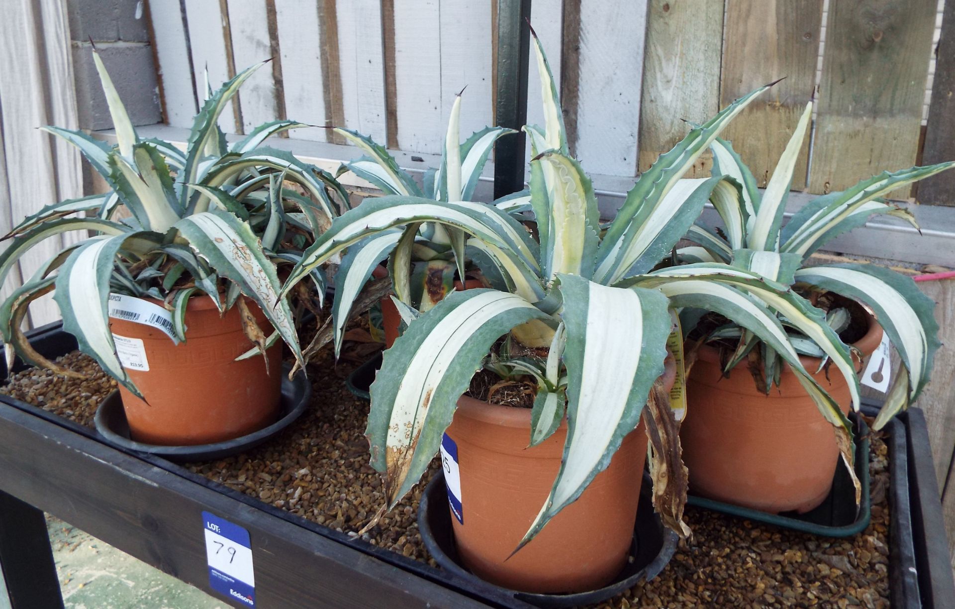 Five Agave Americana Medediopicta Plants - Image 2 of 2