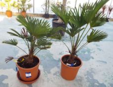 Two Trachycarpus Wagnerhanus Plants