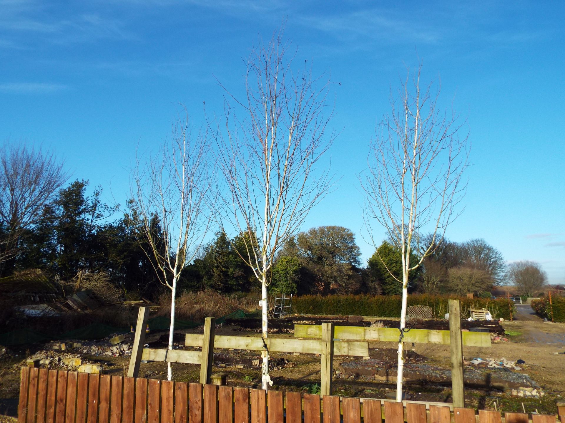 3 Various Silver Birch Trees approx. Height 4 Meter (Buyer to dig up to remove) - Image 2 of 2