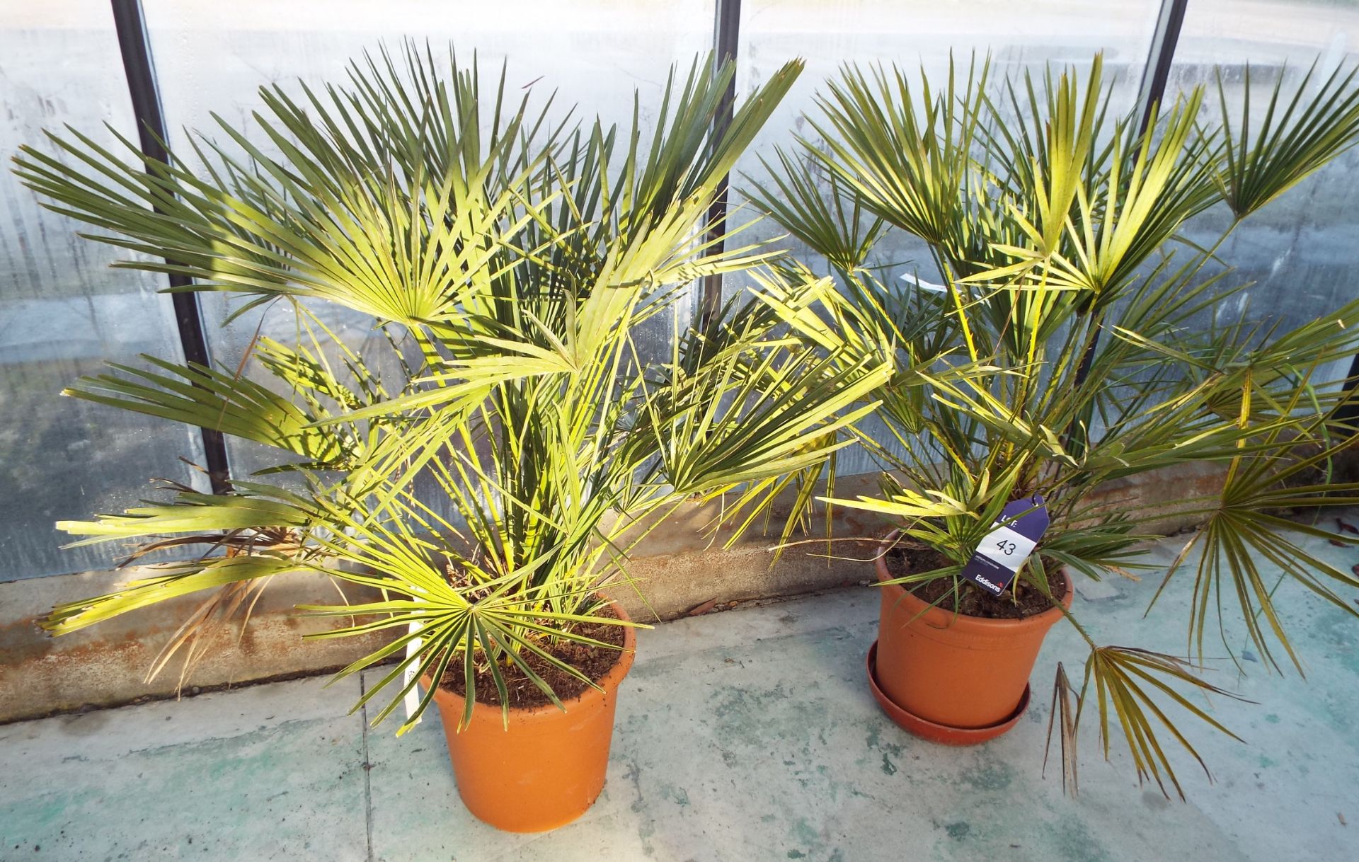 Two Chamefops Humilis Plants in Plastic Pots rrp. £65 each - Image 3 of 3