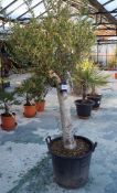 Large Potted Olive Tree rrp. £195
