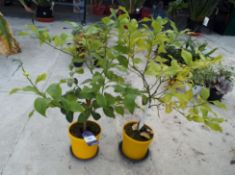 2 Lemon Trees in Yellow Pots