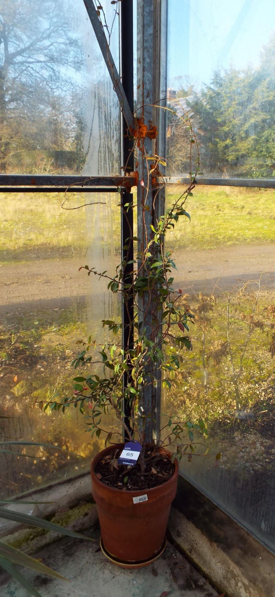 Three Various Climber Plants to include Jasmin, Passion Flower and another - Image 4 of 4