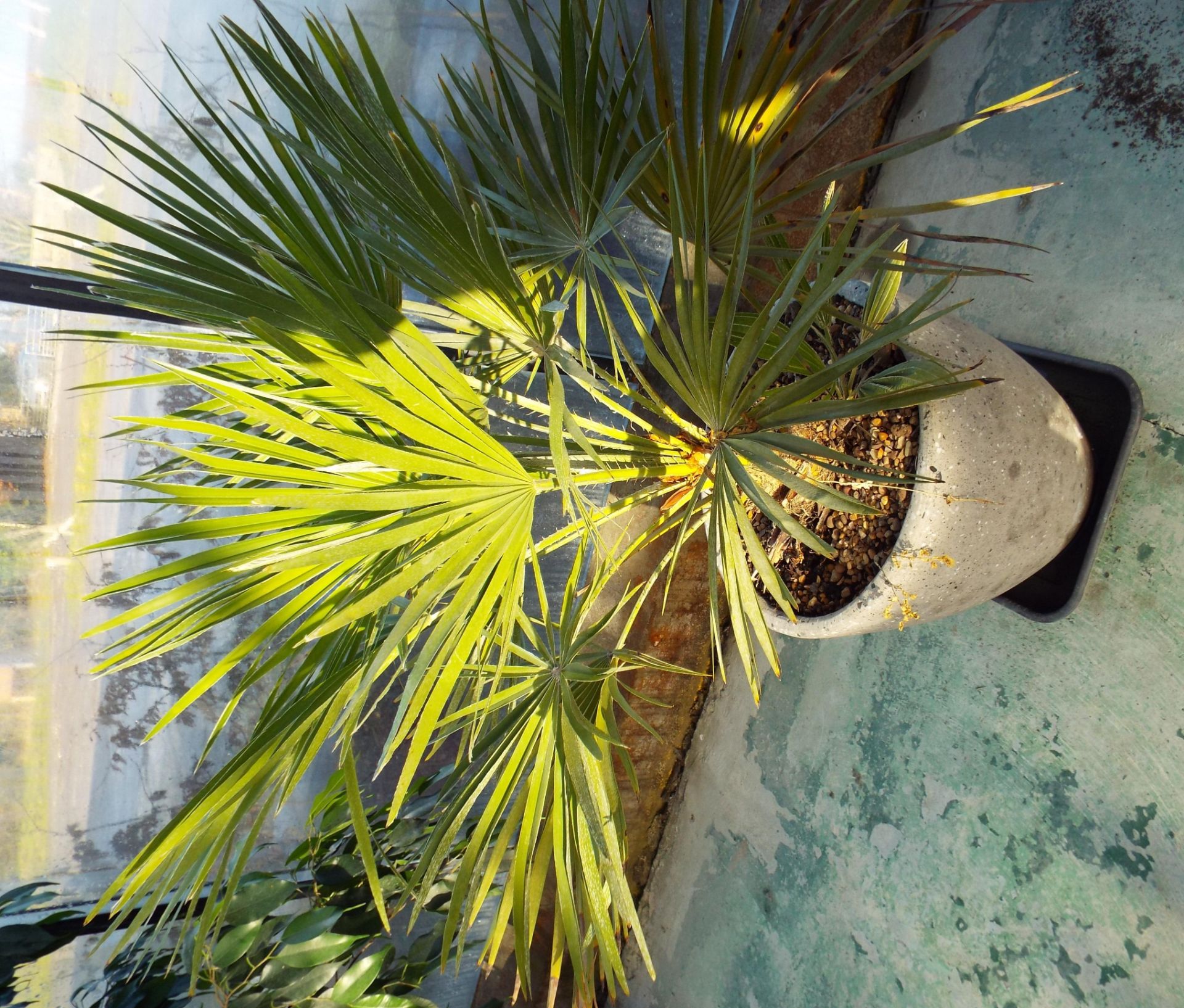 Two Various Palm Type Plants in Plastic Plant Pots - Image 3 of 3