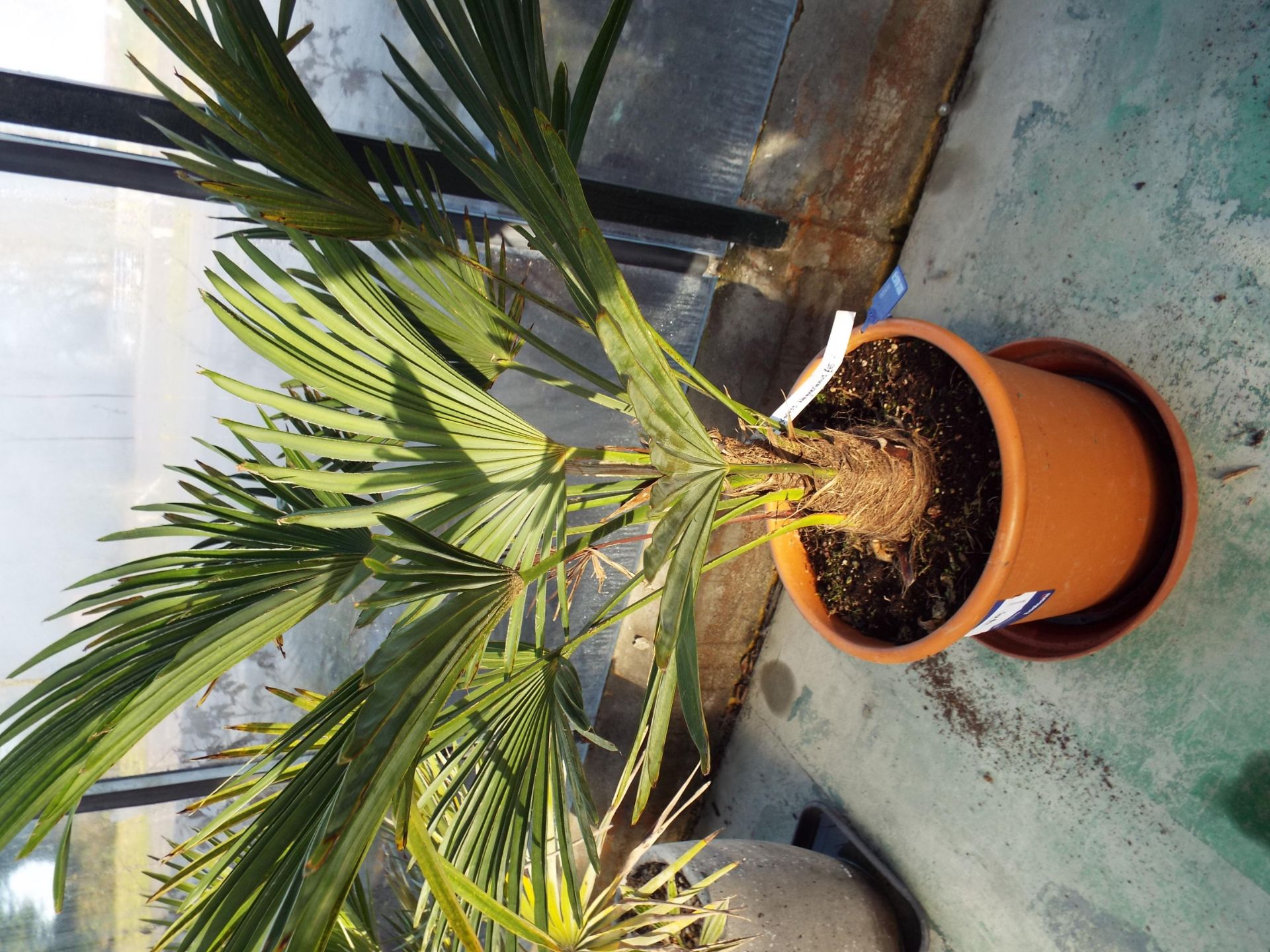 Two Various Palm Type Plants in Plastic Plant Pots - Image 2 of 3