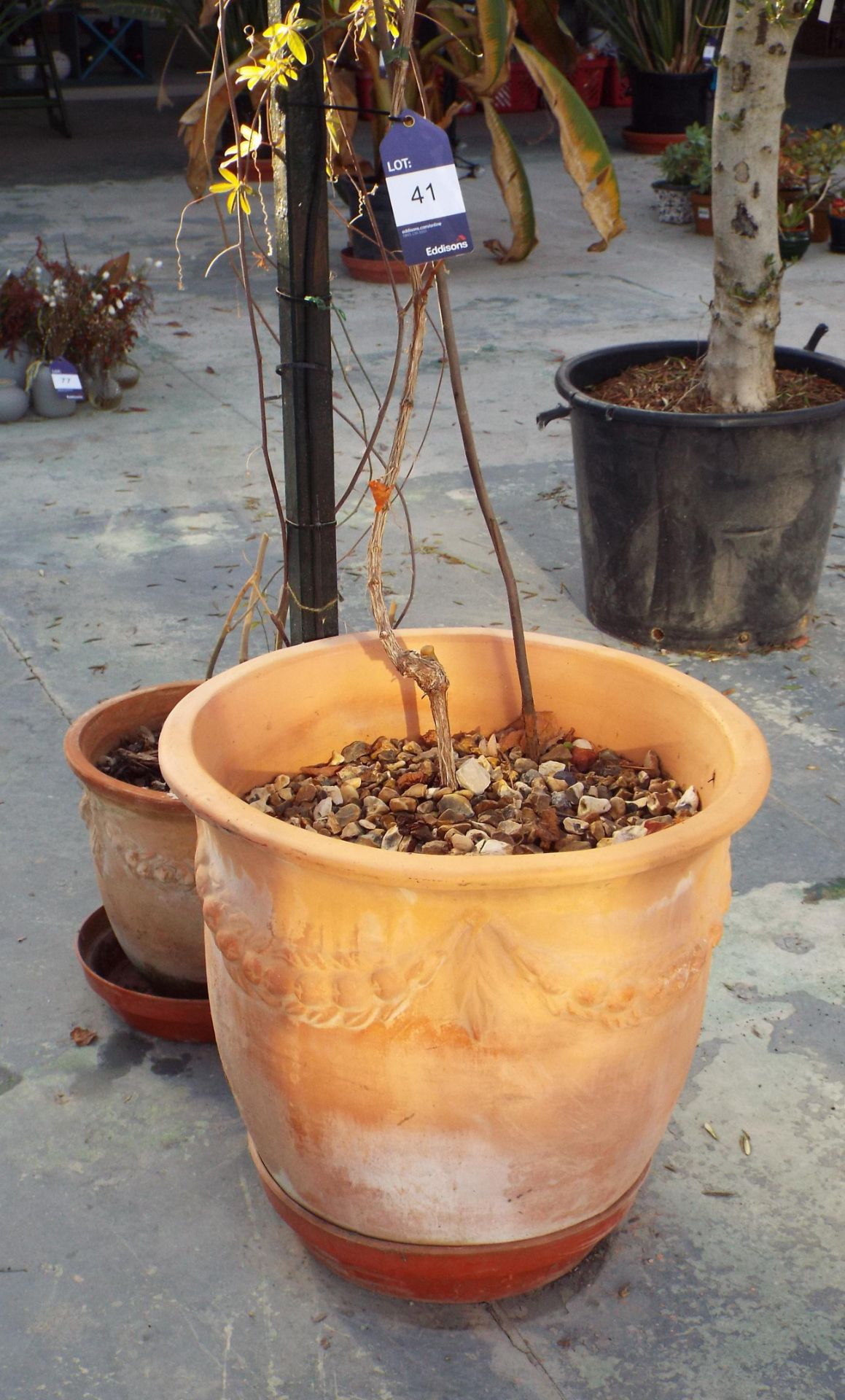 Large Climbing Plant to Large Terracota Plant Pot