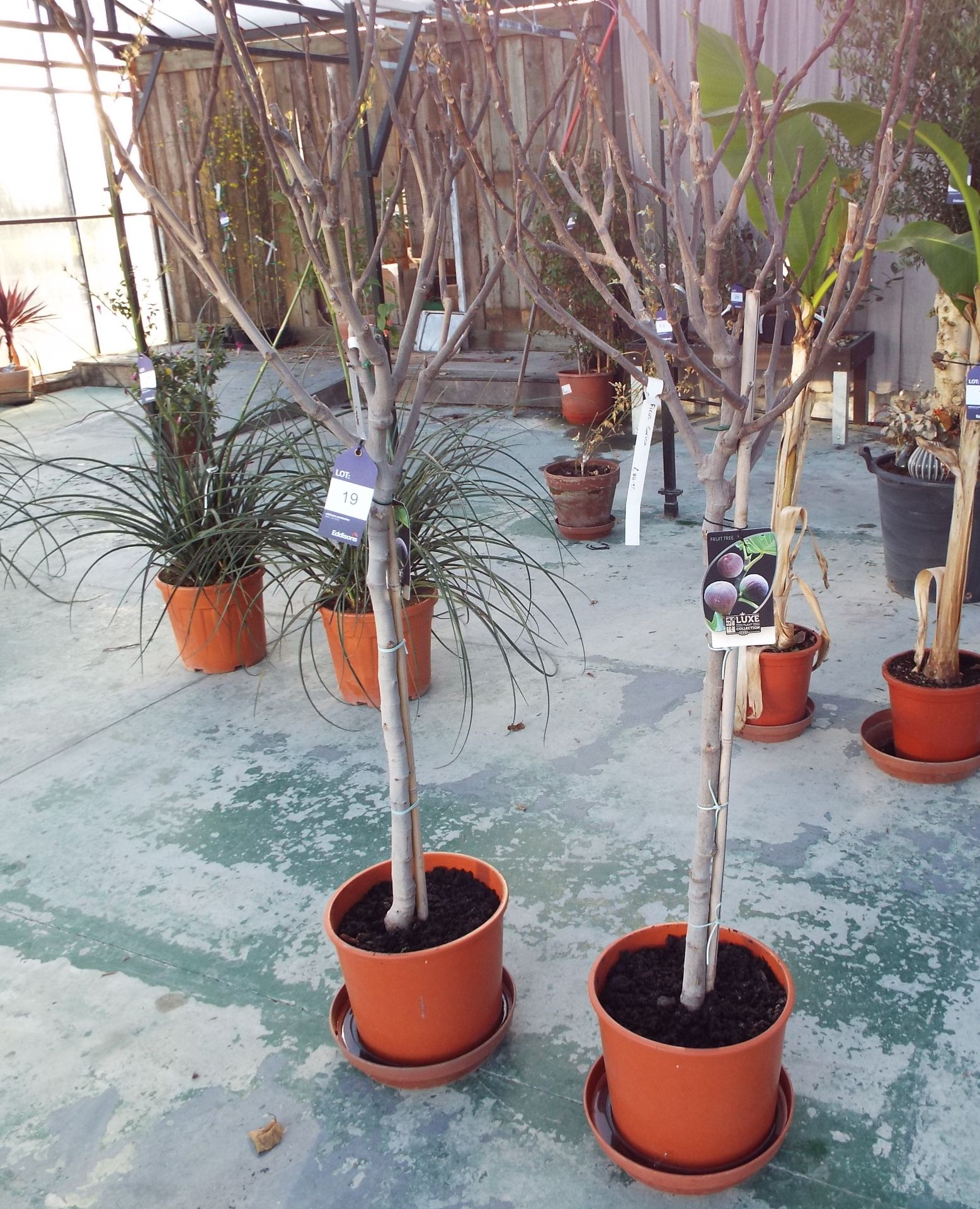 Two Potted Fig Fruit Trees