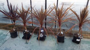 Five Cordyline Palm Potted Plant