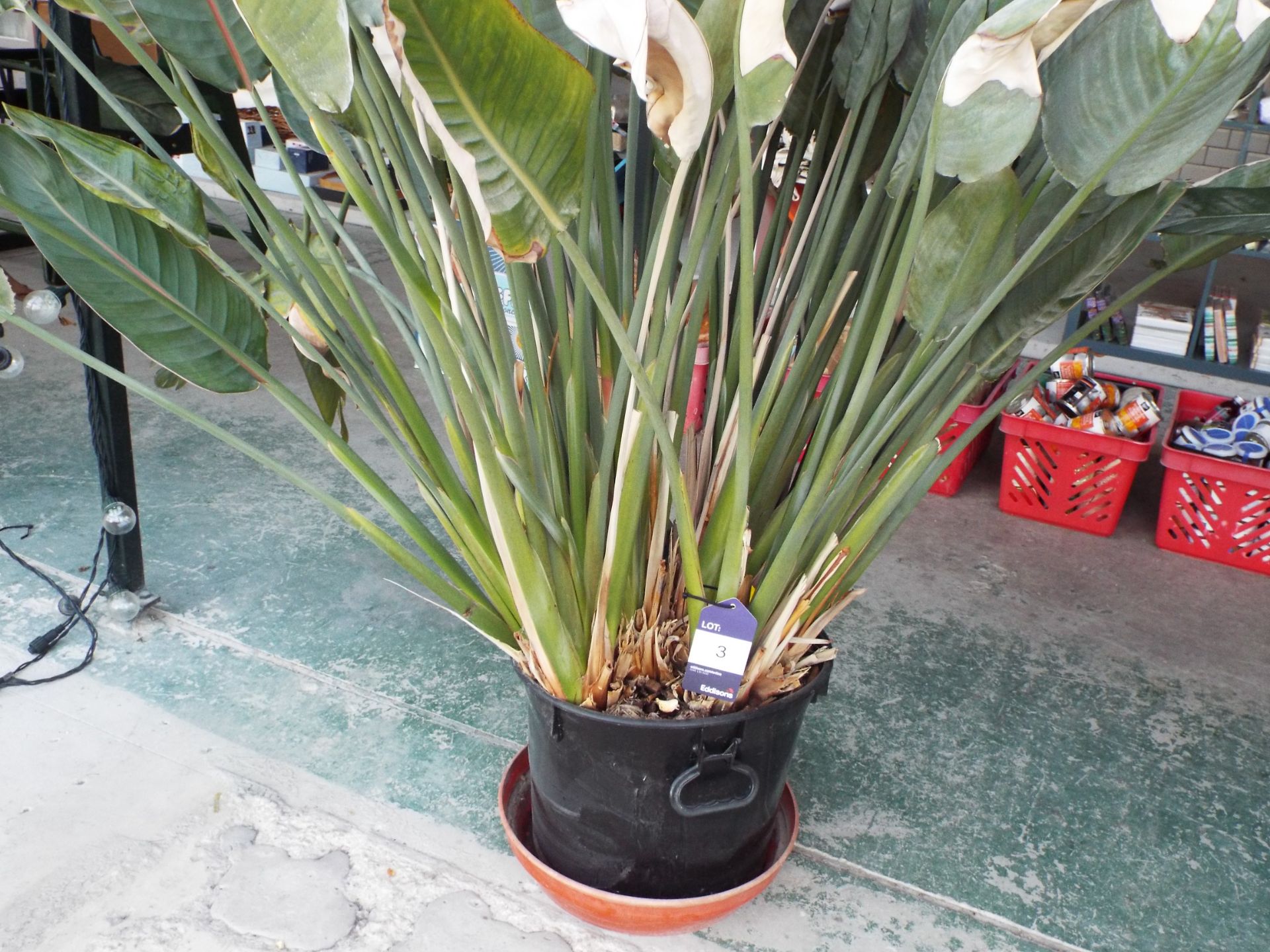 Large Bird of Paradise flower potted plant rrp. £225.00