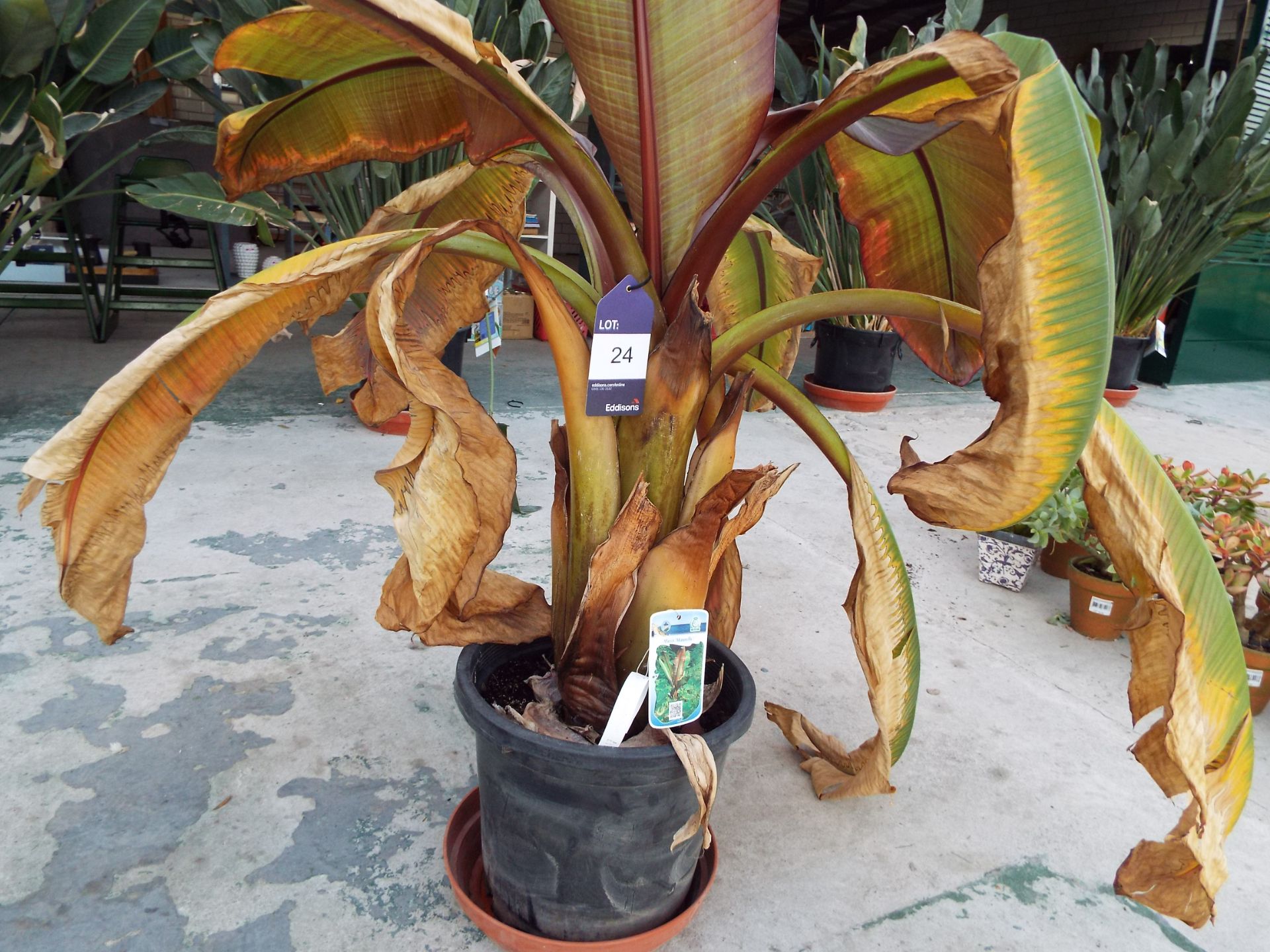 Potted Musa Maurelli Plant - Image 2 of 3