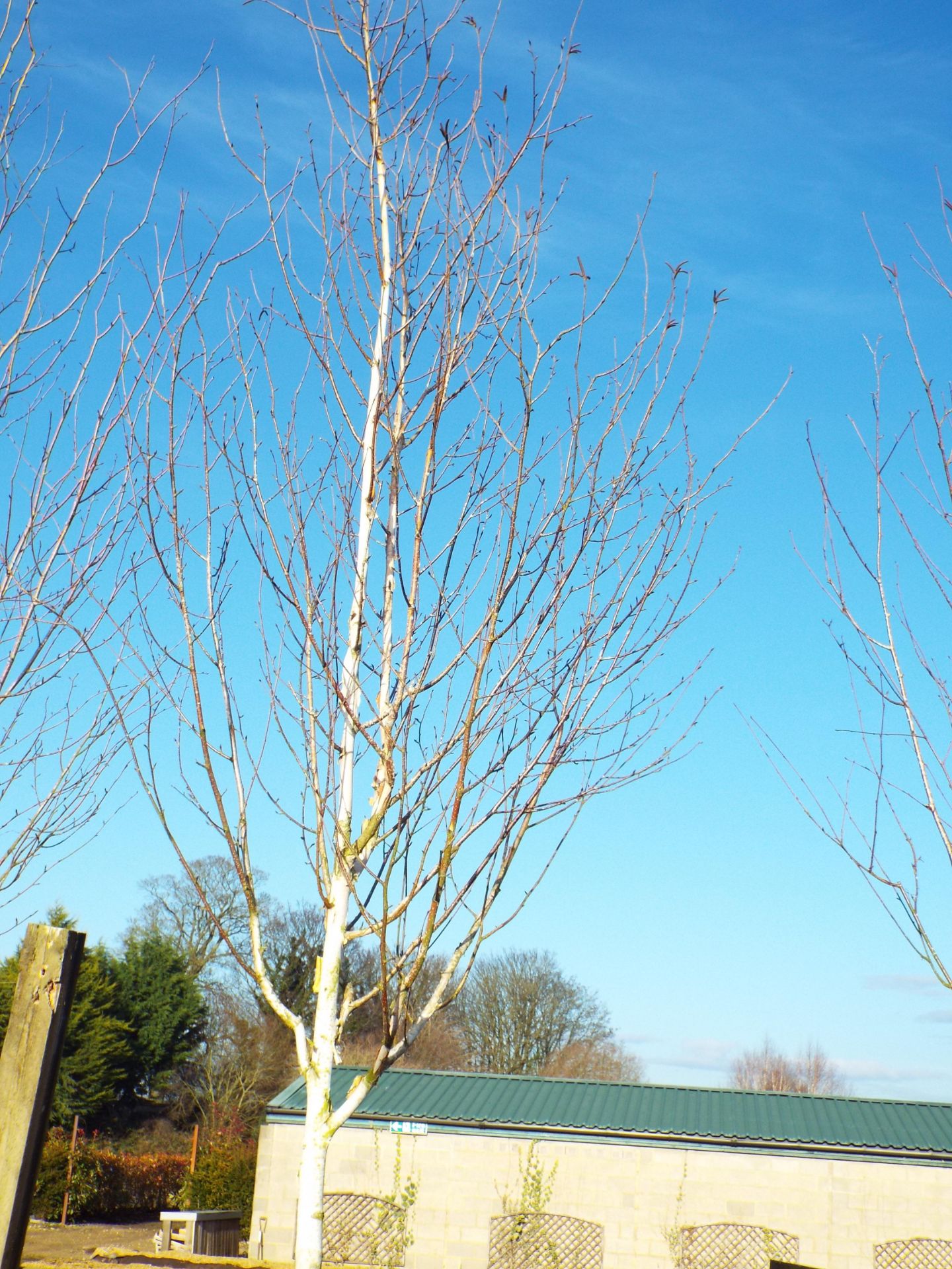 2 Various Silver Birch Trees approx. Height 4 Meter (Buyer to dig up to remove) - Image 3 of 3