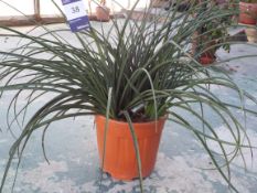 One Hesperalog Parviflora Plant rrp. £95.00 each
