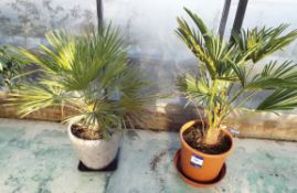 Two Various Palm Type Plants in Plastic Plant Pots