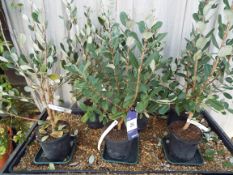 Six Feijou Sellowiana Plants