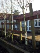 2 Various Silver Birch Trees approx. Height 4 Meter (Buyer to dig up to remove)