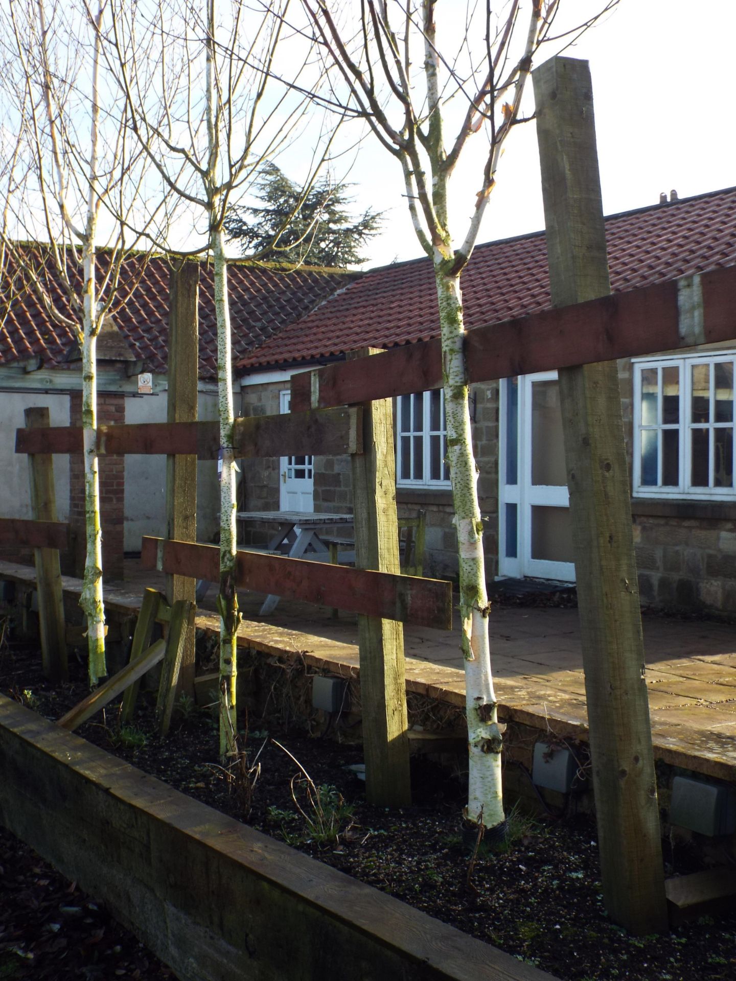 2 Various Silver Birch Trees approx. Height 4 Meter (Buyer to dig up to remove)