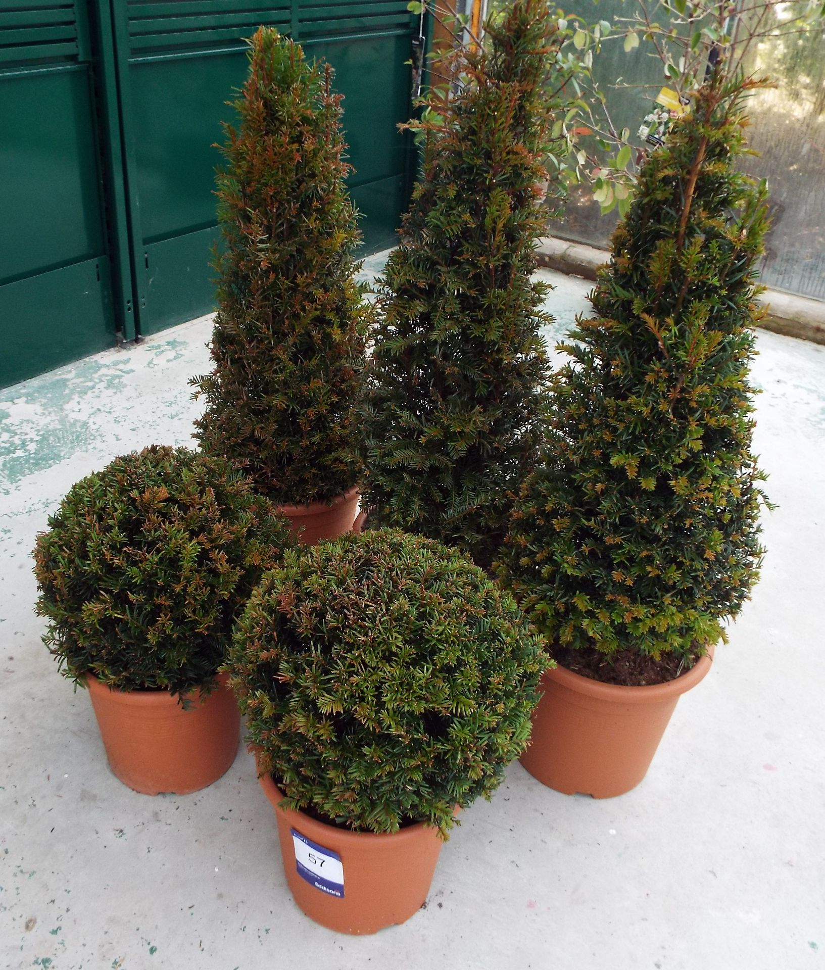 2 Various Topiary Buxus Balls in Plastic Pots and 3 Topiary Conical Bustles in Plastic Pots - Image 2 of 2