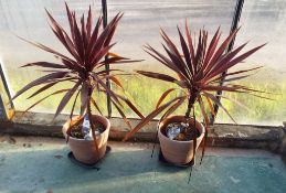 Two Cordytine Palm Potted Plants