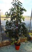 Large Tree / Shrub to Plastic Plant Pot