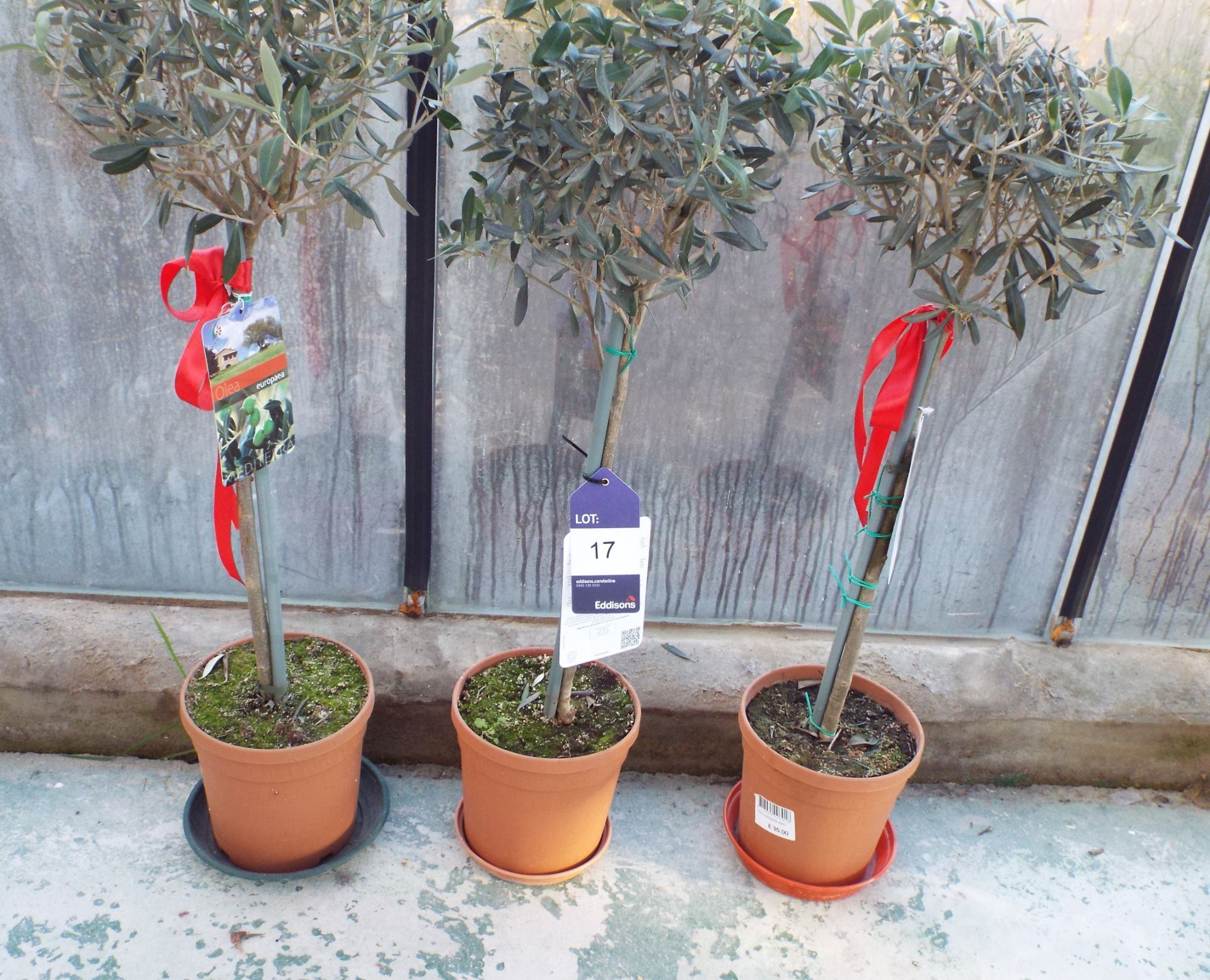 Three Small Potted Olive Trees