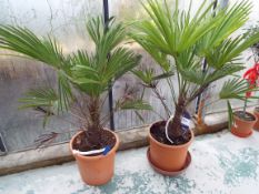Two Trachycarpus Wagnerhanus Plants