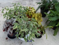 13 Various Potted Plants