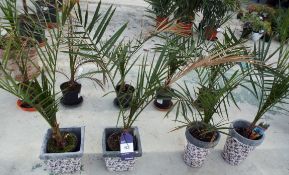 Four Various Canariensis Potted Plants to Ornate Ceramic Planters