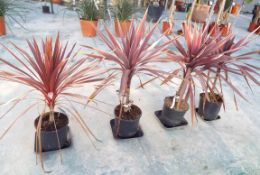 Four Cordyline Palm Potted Plants