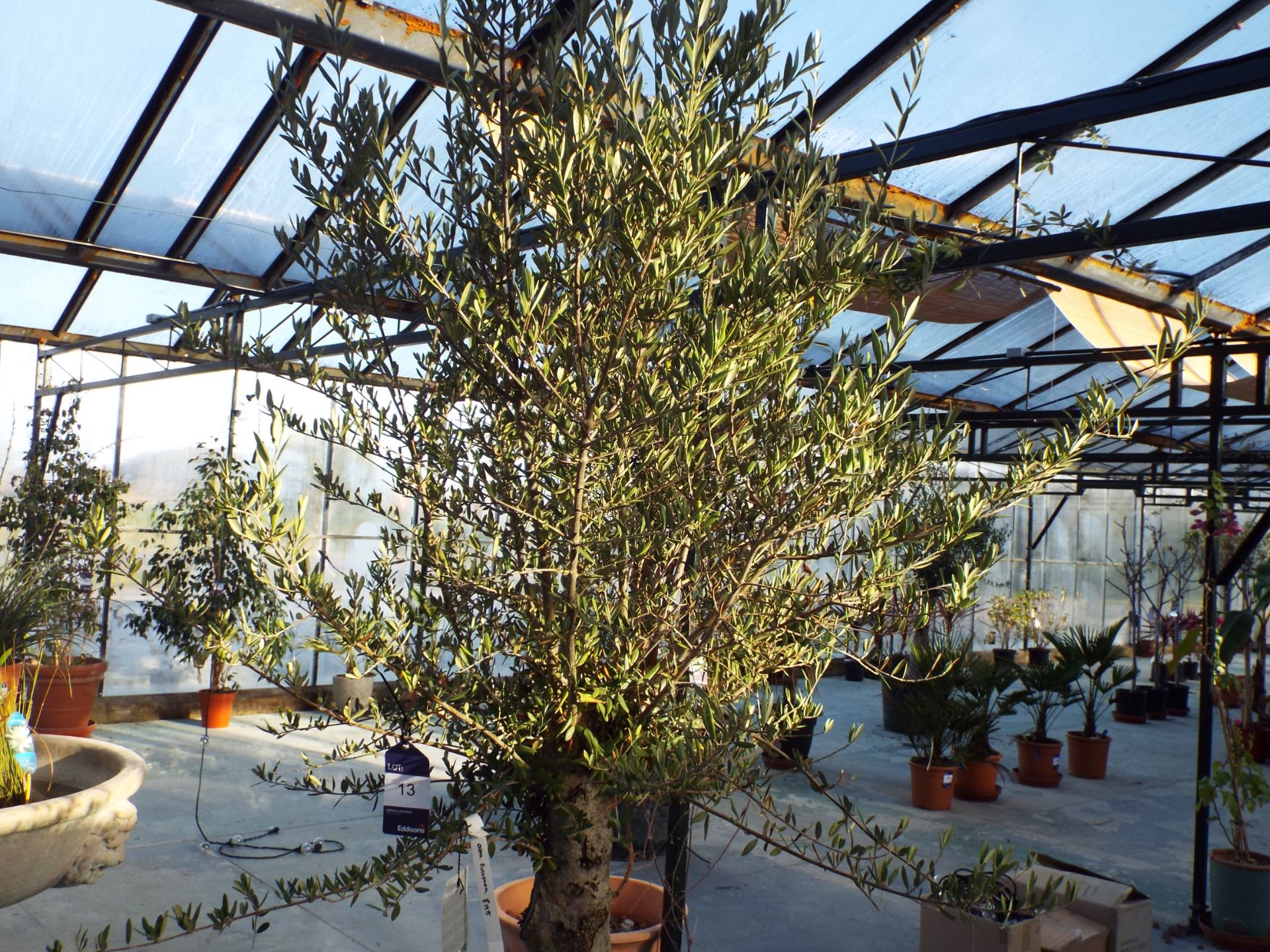 Large Potted Olive Tree rrp. £195 - Image 2 of 2