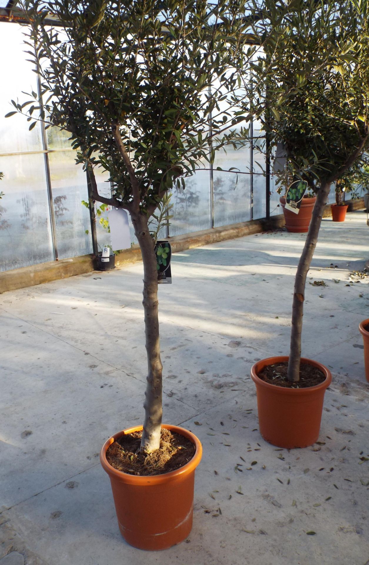 Medium Potted Olive Tree rrp. £95