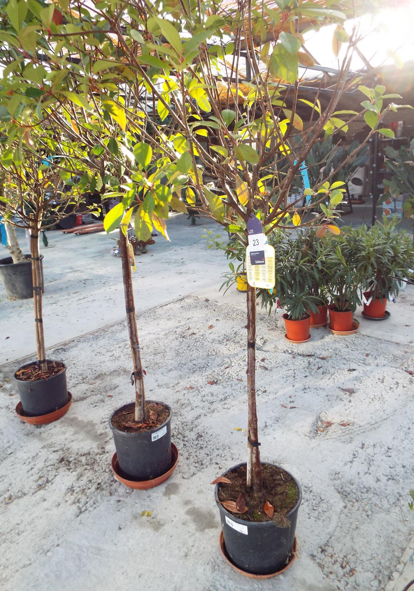 Potted Photinia Serrulata Red Robin Flowering Tree