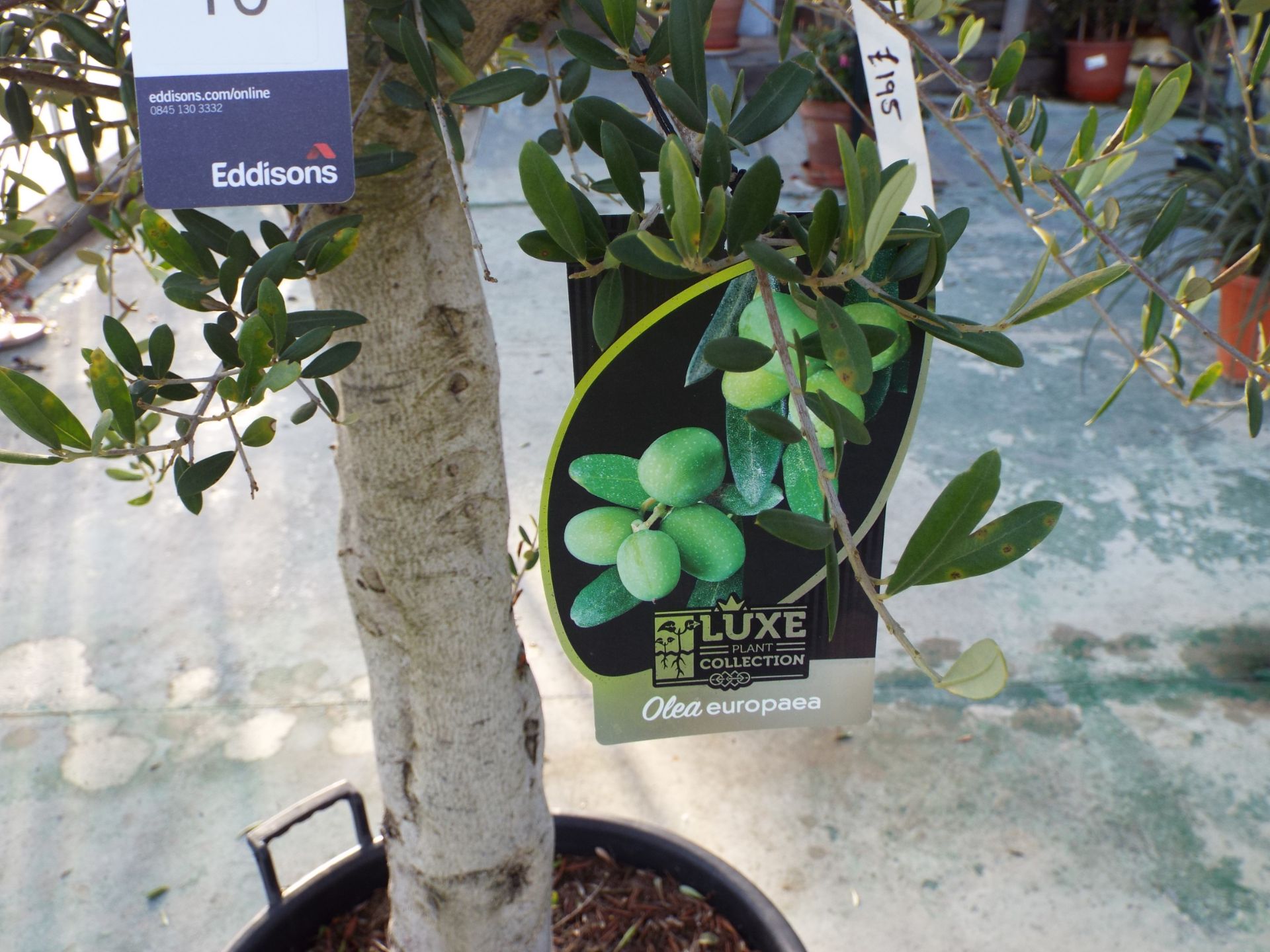 Large Potted Olive Tree rrp. £195 - Image 2 of 2