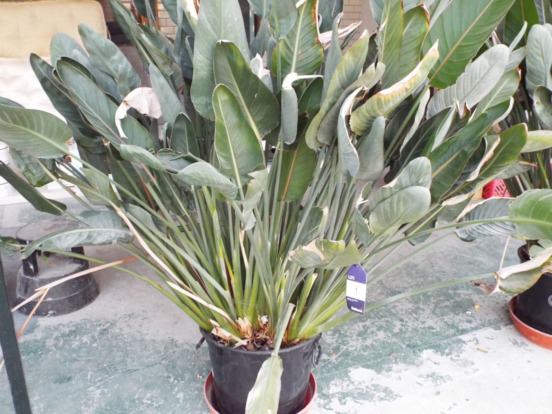 Large Bird of Paradise flower potted plant rrp. £225.00