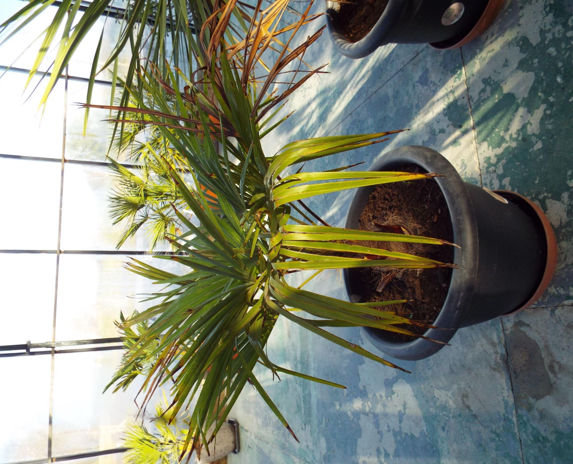 Two Large “Palm Like” Plants in Black Plastic Pots - Image 3 of 3