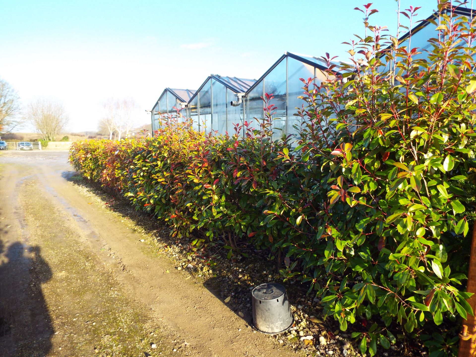 Approx. 12 Meter Hedging Comprising 20 Individual Variegated Hedging Plants (Buyer to dig up to - Image 2 of 2