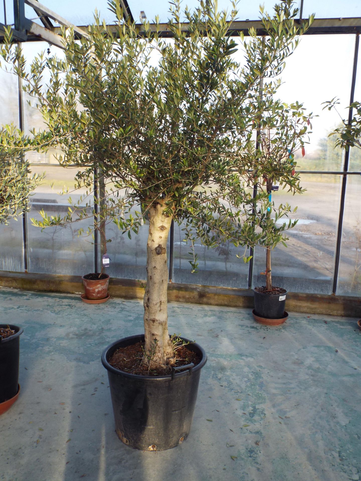 Large Potted Olive Tree rrp. £195